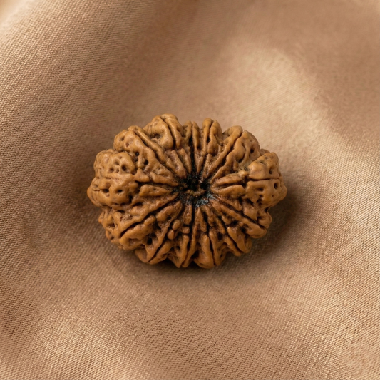 13 Mukhi Rudraksha (Thirteen Faced) | Authentic Himalayan Trayodashmukhi Rudraksha for Attraction, Success & Fulfillment