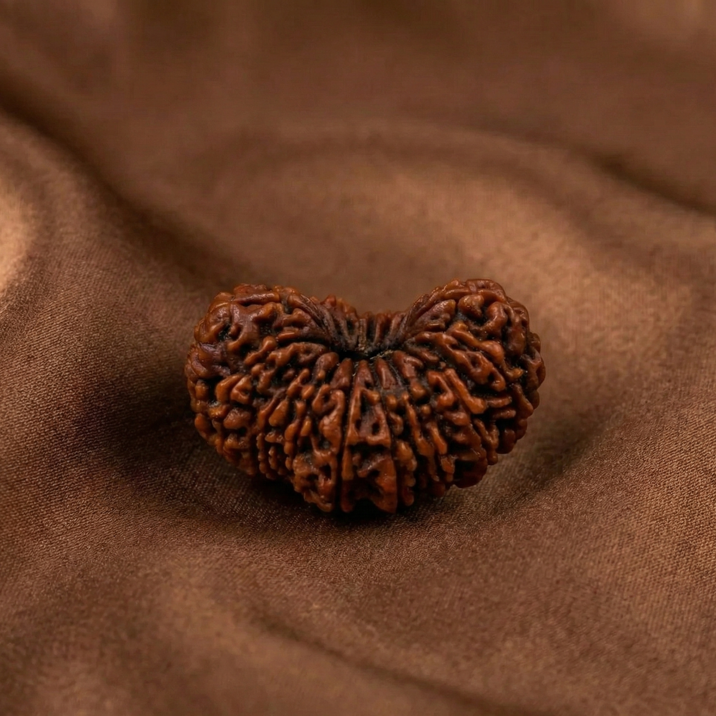 17 Mukhi Rudraksha (Seventeen Faced) | Authentic Himalayan Saptadashmukhi Rudraksha for Wealth, Authority & Long-Term Success