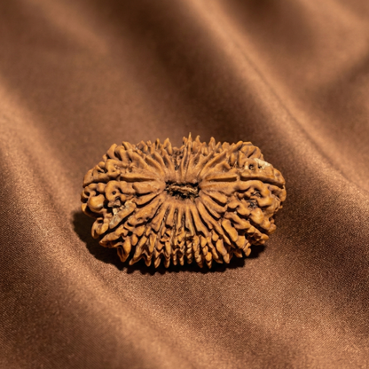 19 Mukhi Rudraksha (Nineteen Faced) | Authentic Himalayan Ekonavimshatimukhi Rudraksha for Fulfillment, Prosperity & Divine Blessings
