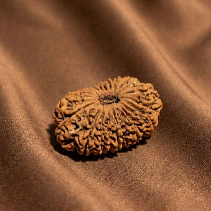 19 Mukhi Rudraksha (Nineteen Faced) | Authentic Himalayan Ekonavimshatimukhi Rudraksha for Fulfillment, Prosperity & Divine Blessings