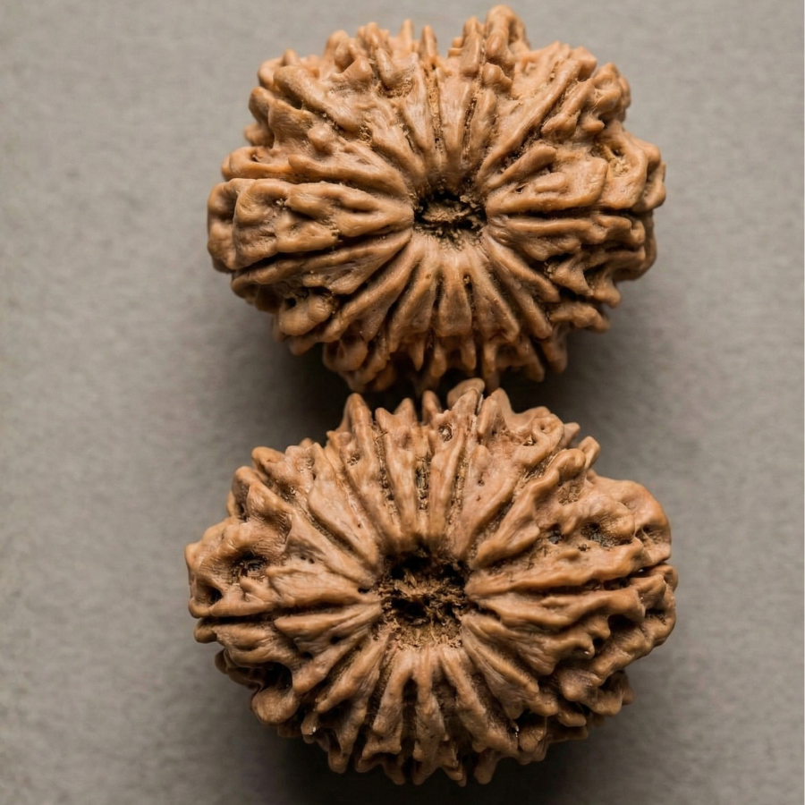 14 Mukhi Rudraksha – The "Deva Mani" | Authentic Nepal Harvest