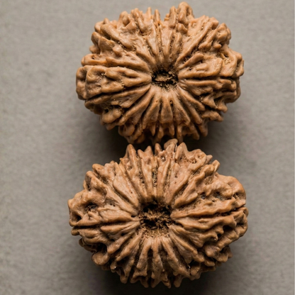 14 Mukhi Rudraksha – The "Deva Mani" | Authentic Nepal Harvest