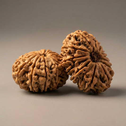 14 Mukhi Rudraksha – The "Deva Mani" | Authentic Nepal Harvest