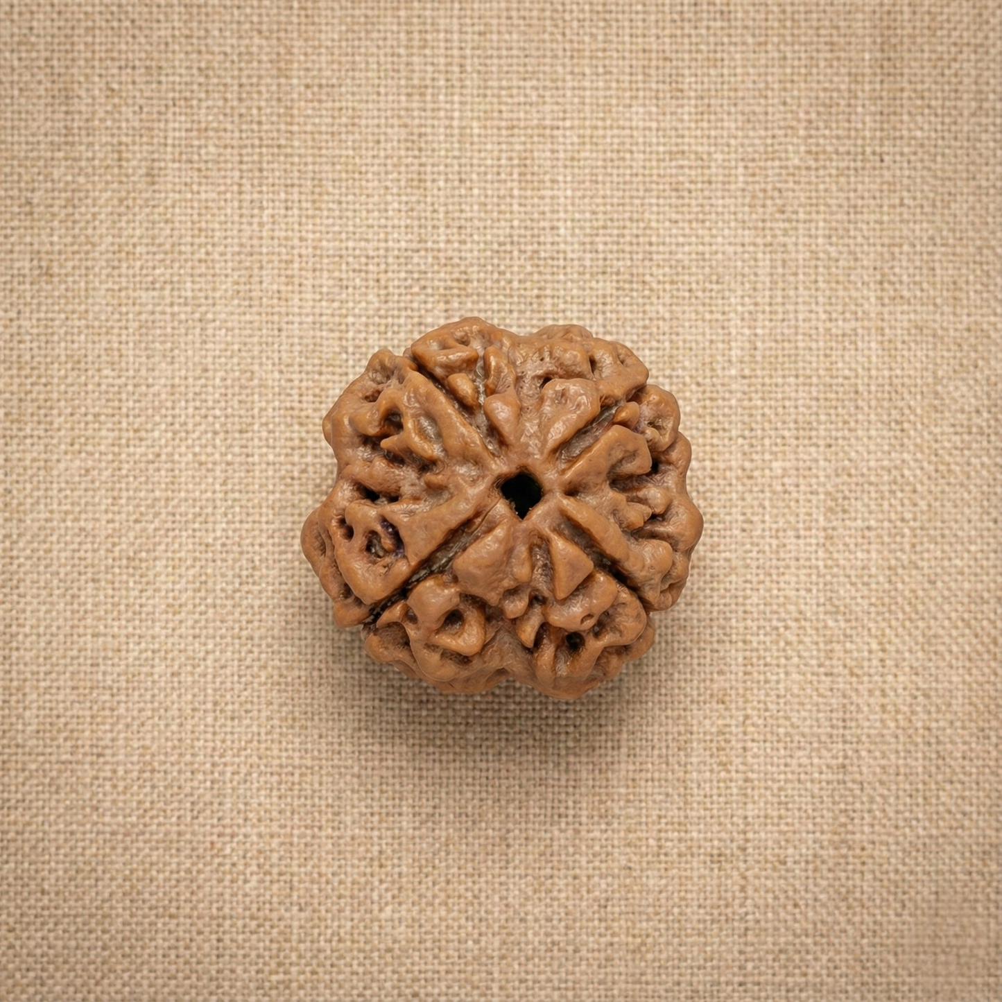 4 Mukhi Rudraksha (Four Faced) | Authentic Himalayan Chaturmukhi Rudraksha for Intelligence, Creativity & Communication