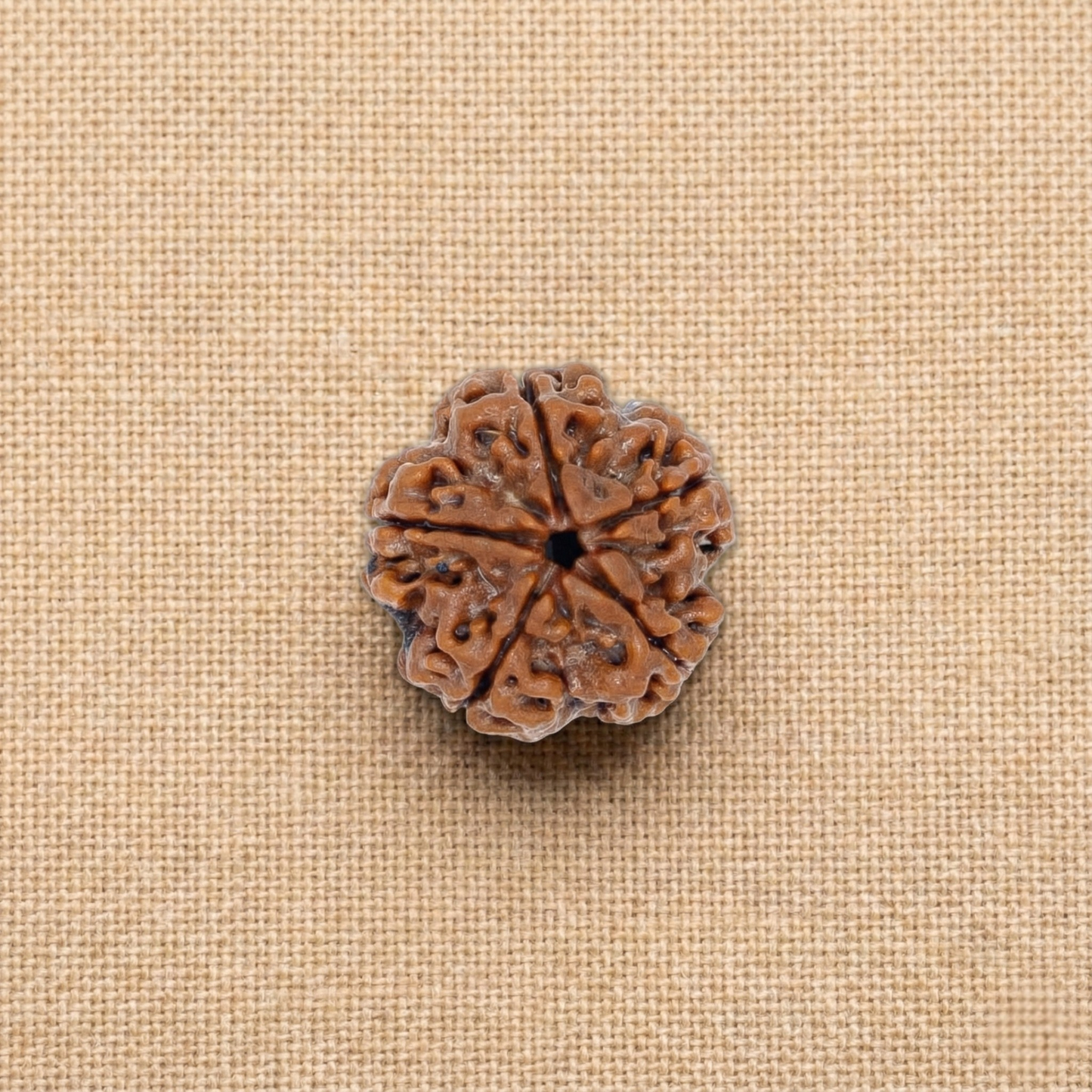 5 Mukhi Rudraksha (Five Faced) | Authentic Himalayan Panchmukhi Rudraksha for Peace, Health & Spiritual Growth