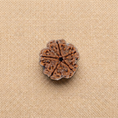 5 Mukhi Rudraksha (Five Faced) | Authentic Himalayan Panchmukhi Rudraksha for Peace, Health & Spiritual Growth