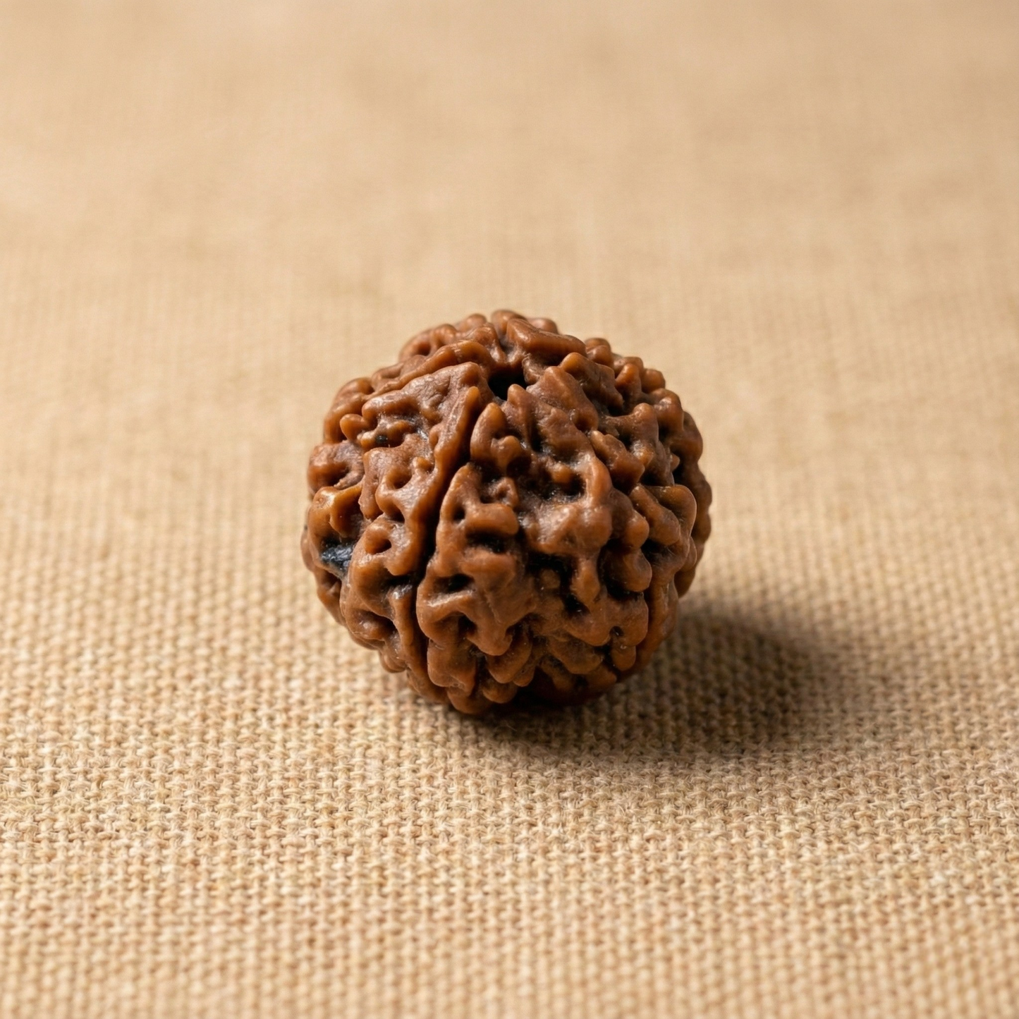 5 Mukhi Rudraksha (Five Faced) | Authentic Himalayan Panchmukhi Rudraksha for Peace, Health & Spiritual Growth