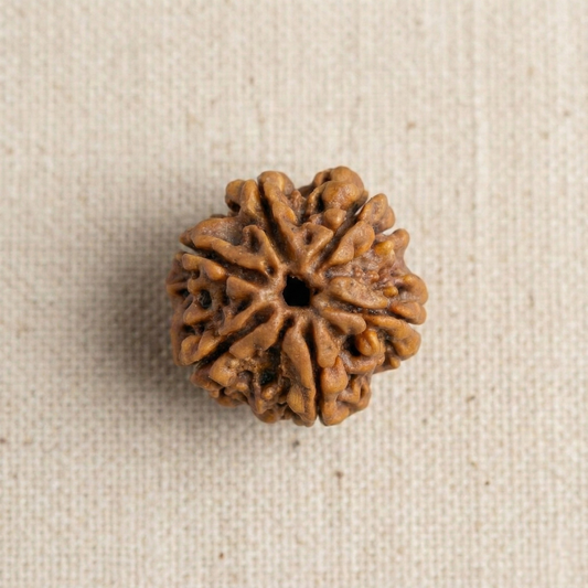 6 Mukhi Rudraksha (Six Faced) | Authentic Himalayan Shanmukhi Rudraksha for Focus, Wisdom & Confidence