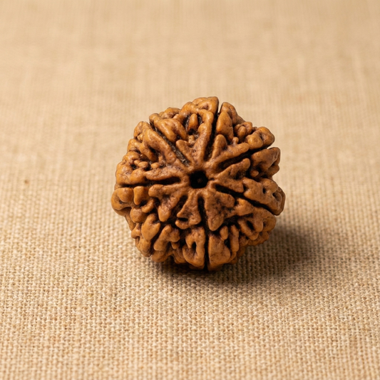 7 Mukhi Rudraksha (Seven Faced) | Authentic Himalayan Saptamukhi Rudraksha for Wealth, Stability & Prosperity