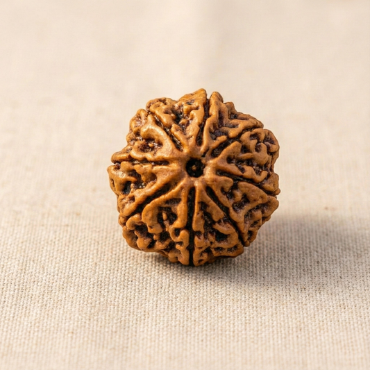 8 Mukhi Rudraksha (Eight Faced) | Authentic Himalayan Ashtamukhi Rudraksha for Success, Clarity & Obstacle Removal