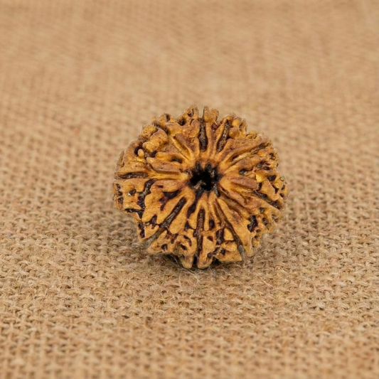 9 Mukhi Rudraksha (Nine Faced) | Authentic Himalayan Navamukhi Rudraksha for Power, Courage & Protection