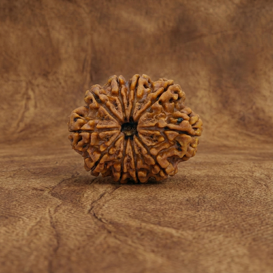 10 Mukhi Rudraksha (Ten Faced) | Authentic Himalayan Dashmukhi Rudraksha for Protection, Peace & Negative Energy Removal