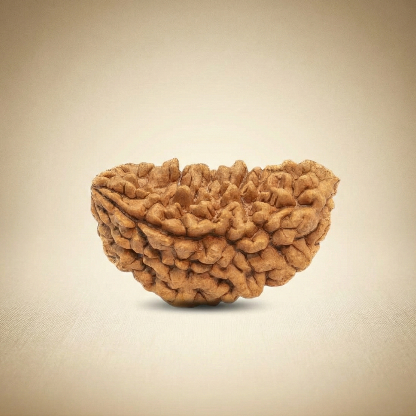 1 Mukhi Rudraksha (One Faced) – Rare Himalayan Divine Bead for Spiritual Awakening & Prosperity