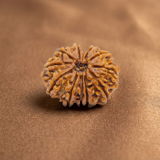 11 Mukhi Rudraksha (Eleven Faced) | Authentic Himalayan Ekadashmukhi Rudraksha for Strength, Wisdom & Leadership