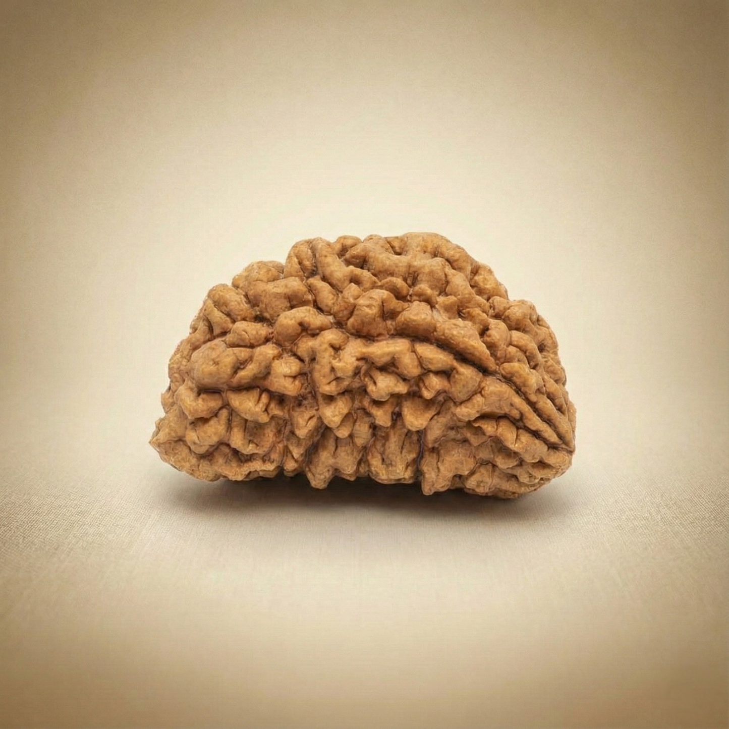 1 Mukhi Rudraksha (One Faced) – Rare Himalayan Divine Bead for Spiritual Awakening & Prosperity