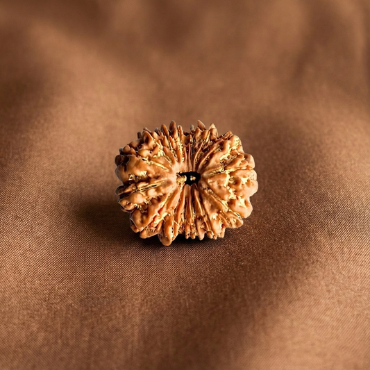 15 Mukhi Rudraksha (Fifteen Faced) | Authentic Himalayan Panchadashmukhi Rudraksha for Emotional Healing & Spiritual Growth