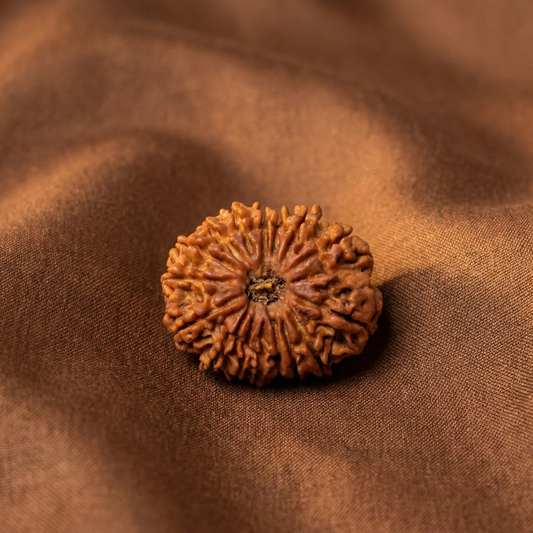 16 Mukhi Rudraksha (Sixteen Faced) | Authentic Himalayan Shodashmukhi Rudraksha for Victory, Protection & Fearlessness