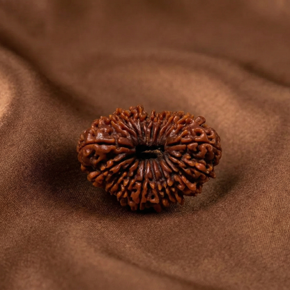 17 Mukhi Rudraksha (Seventeen Faced) | Authentic Himalayan Saptadashmukhi Rudraksha for Wealth, Authority & Long-Term Success
