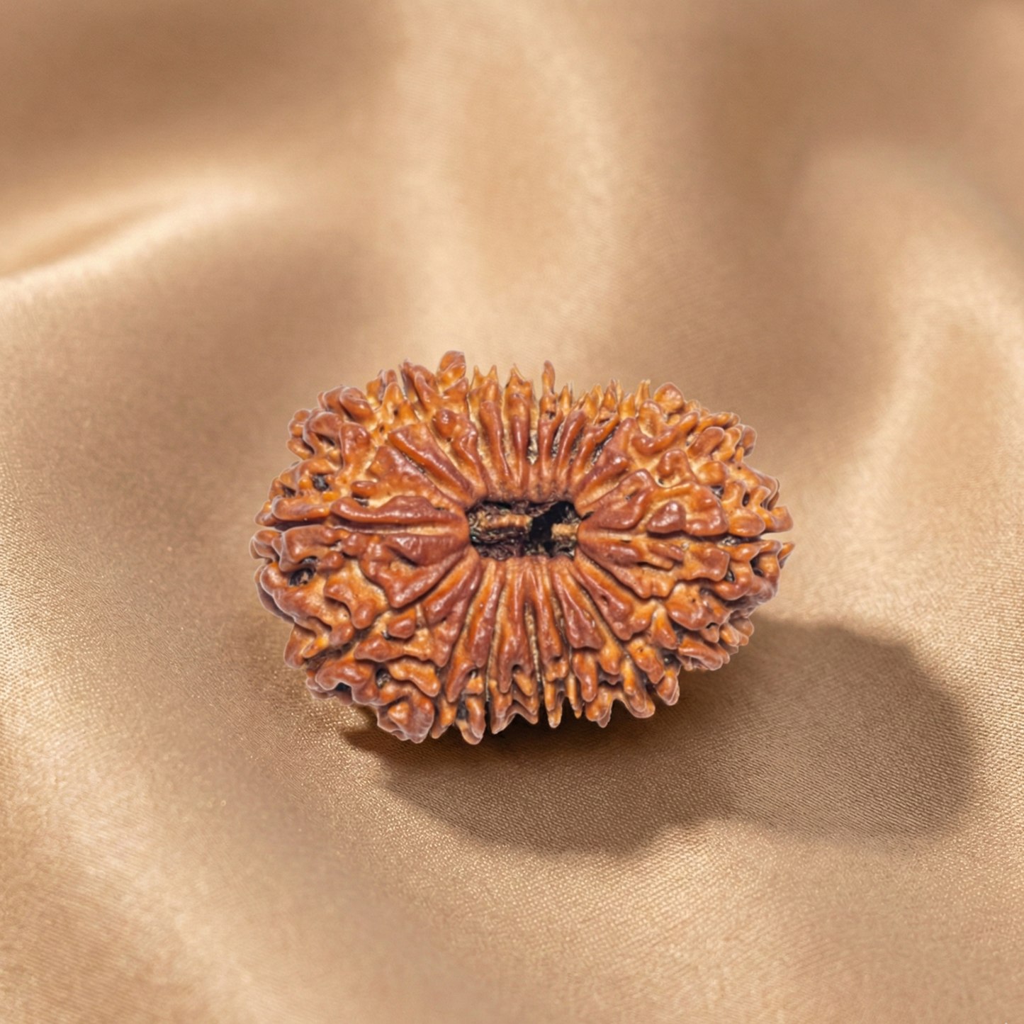 18 Mukhi Rudraksha (Eighteen Faced) | Authentic Himalayan Ashtadashmukhi Rudraksha for Power, Authority & Victory