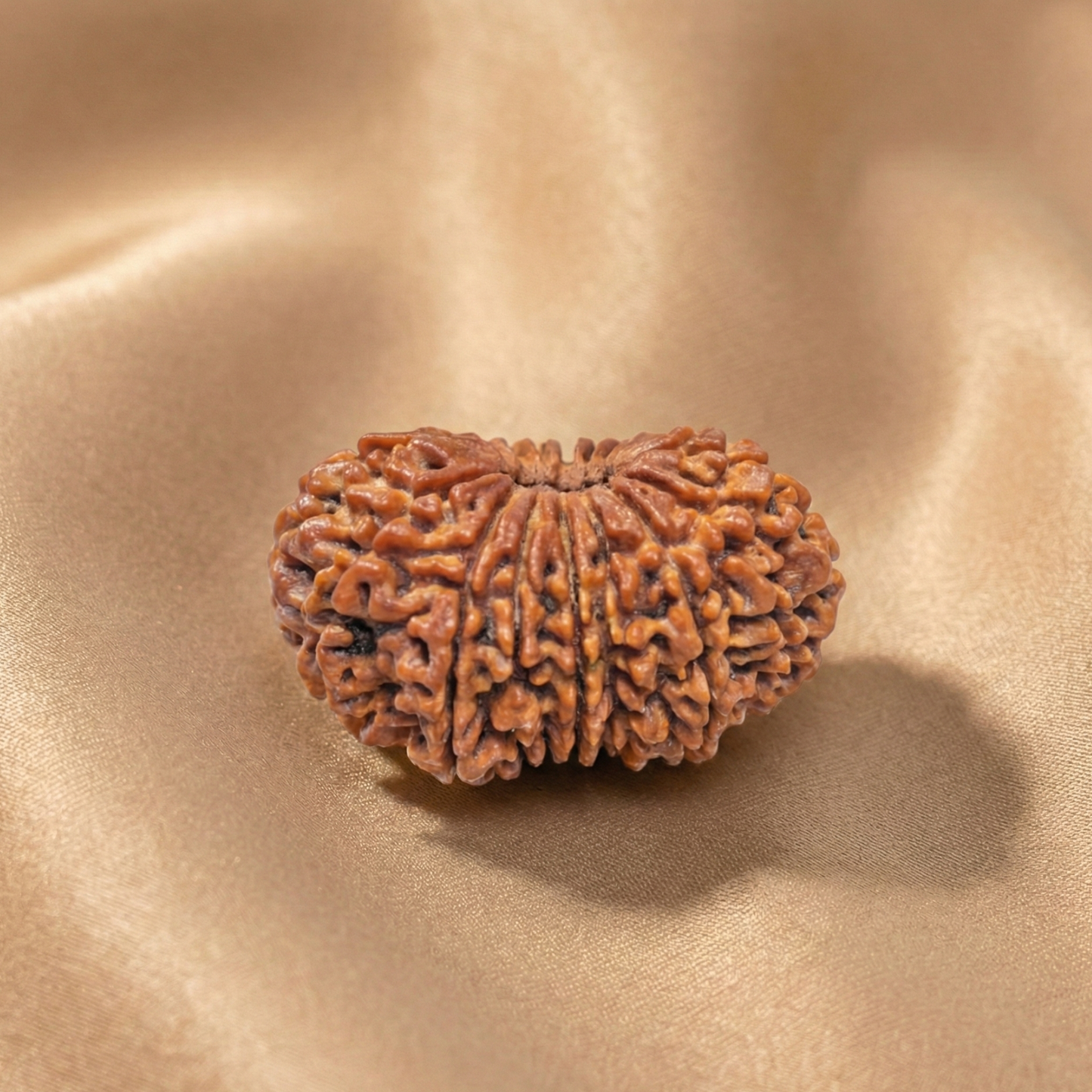 18 Mukhi Rudraksha (Eighteen Faced) | Authentic Himalayan Ashtadashmukhi Rudraksha for Power, Authority & Victory