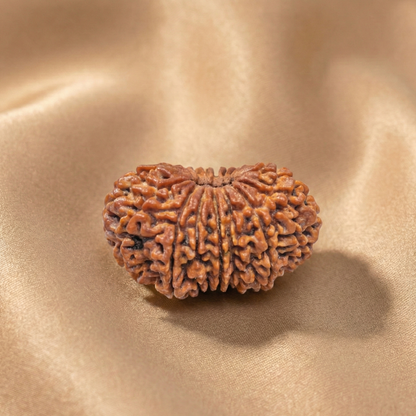 18 Mukhi Rudraksha (Eighteen Faced) | Authentic Himalayan Ashtadashmukhi Rudraksha for Power, Authority & Victory