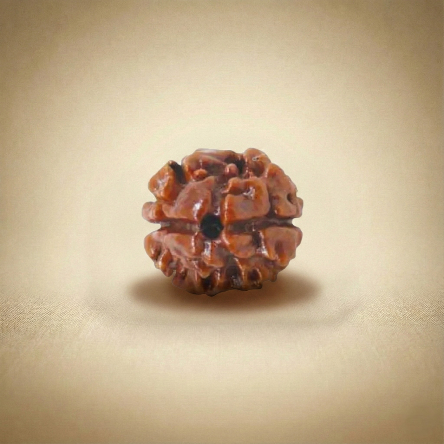 2 Mukhi Rudraksha (Two Faced) | Authentic Himalayan Dwimukhi Rudraksha for Harmony, Relationships & Emotional Balance