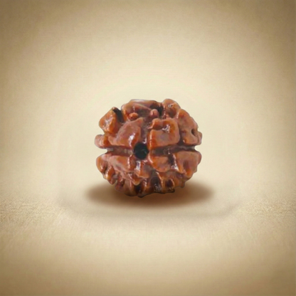 2 Mukhi Rudraksha (Two Faced) | Authentic Himalayan Dwimukhi Rudraksha for Harmony, Relationships & Emotional Balance
