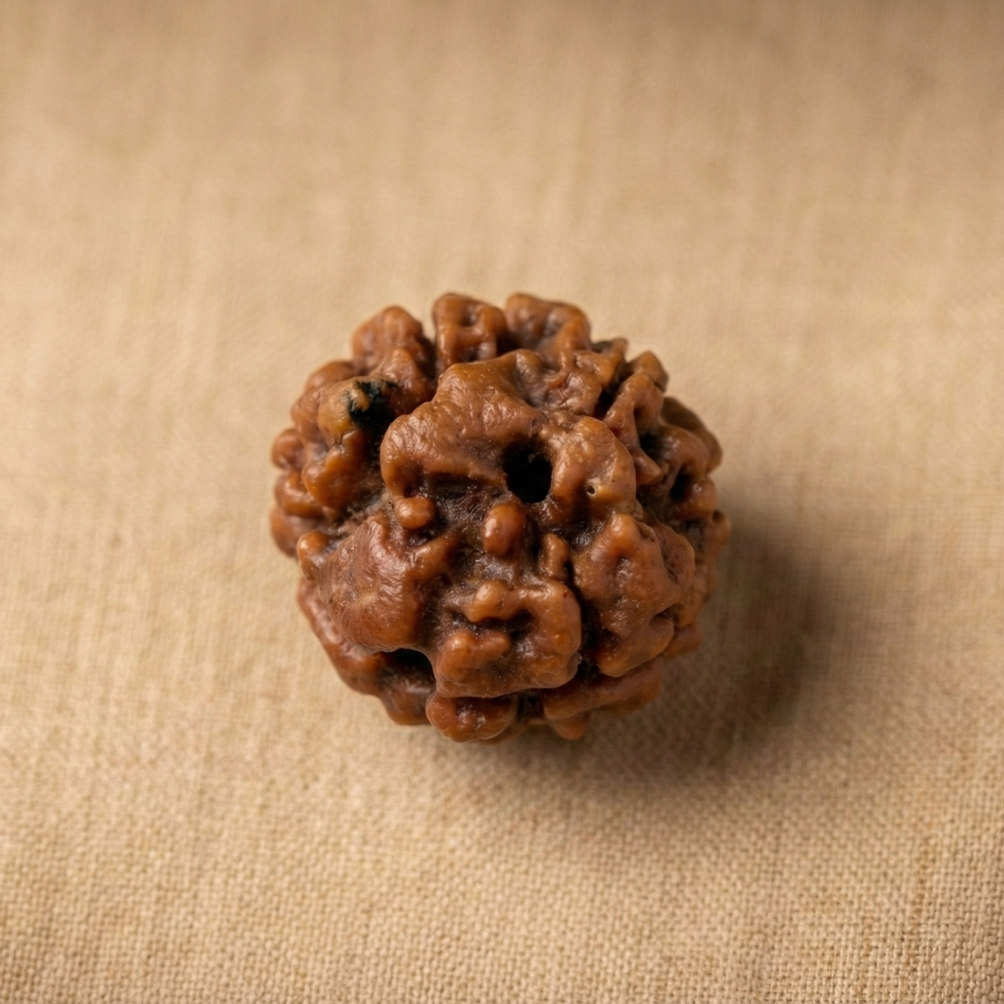 2 Mukhi Rudraksha (Two Faced) | Authentic Himalayan Dwimukhi Rudraksha for Harmony, Relationships & Emotional Balance