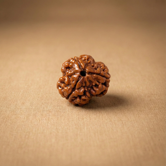 3 Mukhi Rudraksha (Three Faced) | Authentic Himalayan Trimukhi Rudraksha for Confidence, Energy & Karmic Cleansing