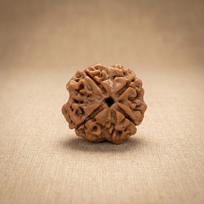 4 Mukhi Rudraksha (Four Faced) | Authentic Himalayan Chaturmukhi Rudraksha for Intelligence, Creativity & Communication